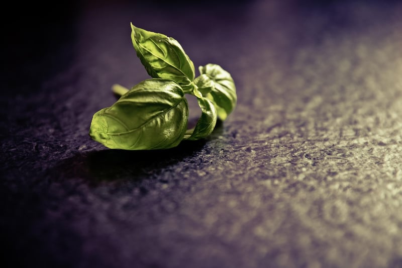 Basil