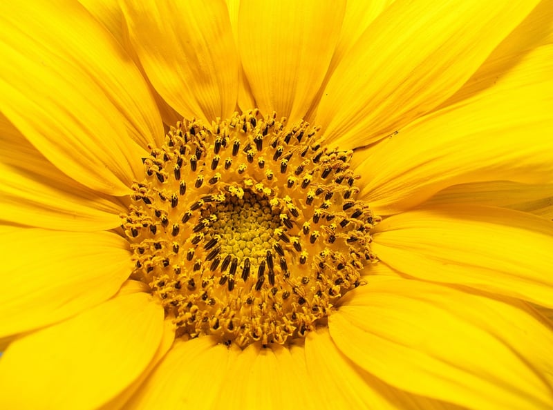 Sunflower in Sunlight